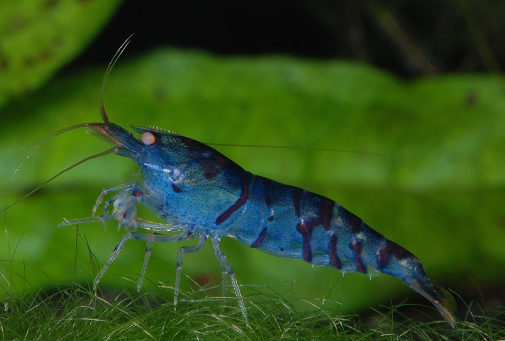 Blue Tiger garnaal, referentiebeeld