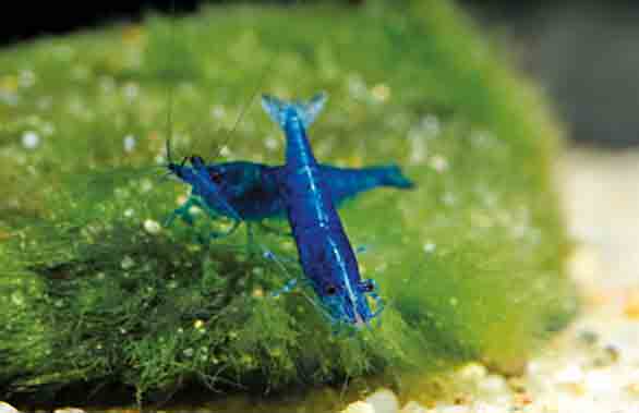 Blue Velvet garnaal, referentiebeeld