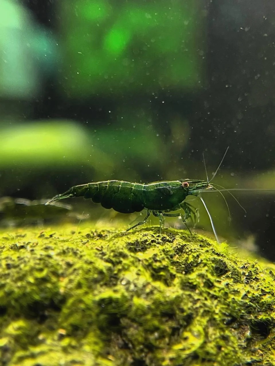 Green Jade garnaal, referentiebeeld