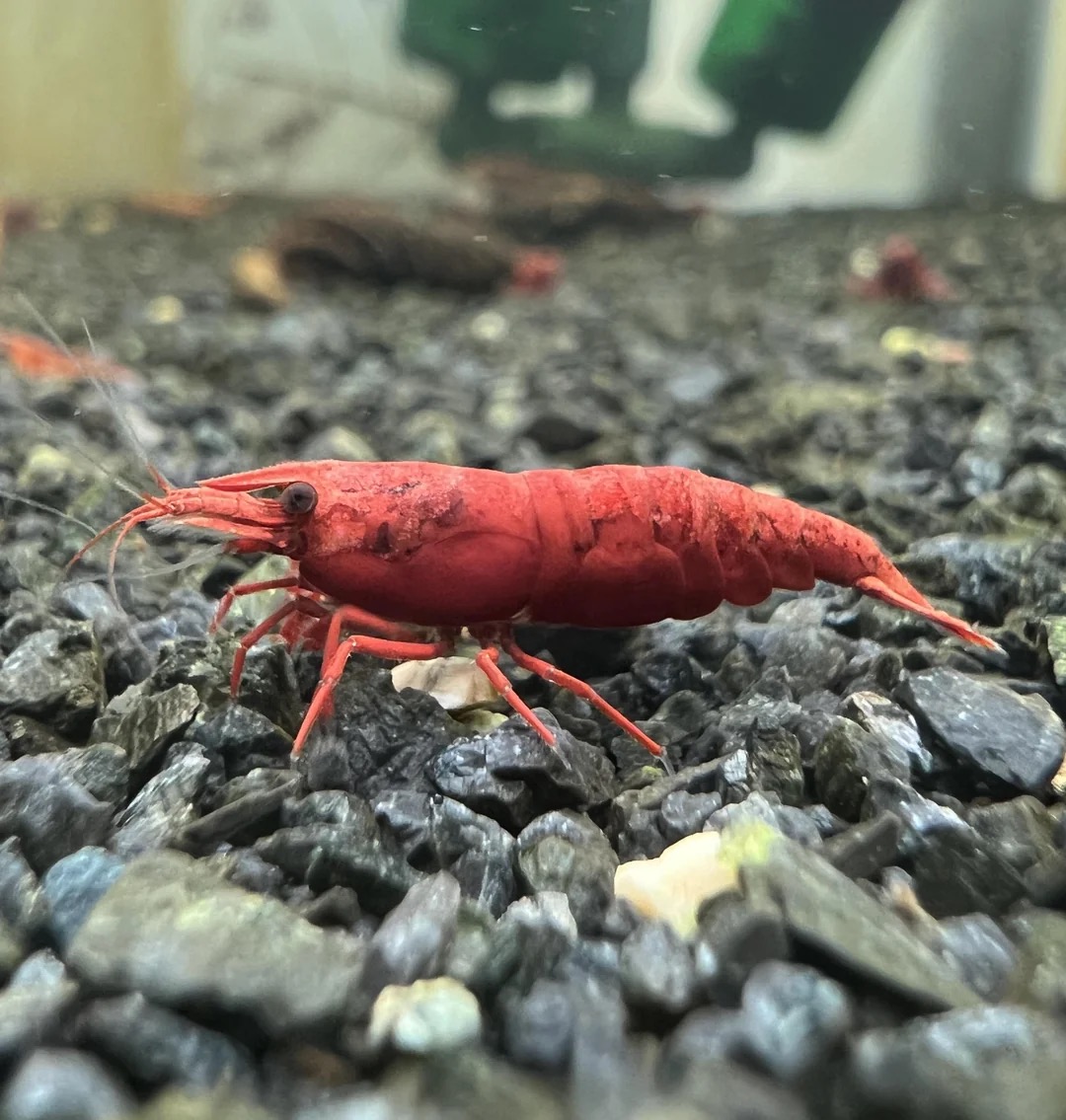 Painted Fire Red garnaal, referentiebeeld